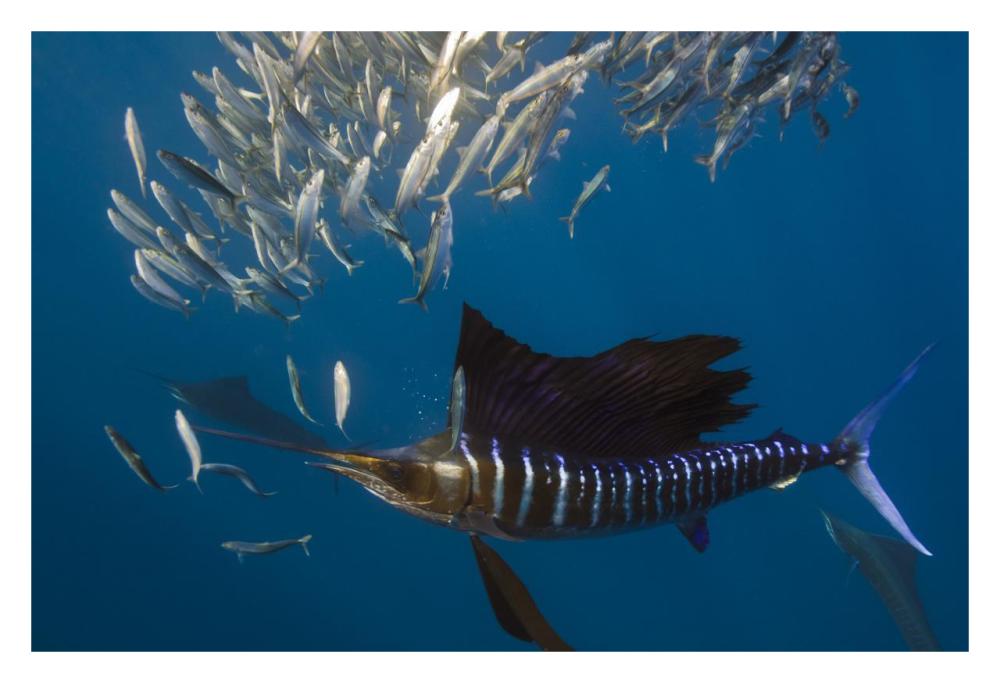 Atlantic Sailfish hunting Round Sardinella, Isla Mujeres, Mexico-Paper Art-32"x22"