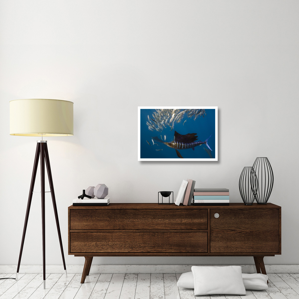 Atlantic Sailfish hunting Round Sardinella, Isla Mujeres, Mexico-Paper Art-32&quotx22"