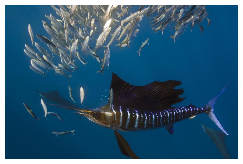 Atlantic Sailfish hunting Round Sardinella, Isla Mujeres, Mexico-Paper Art-50"x34"