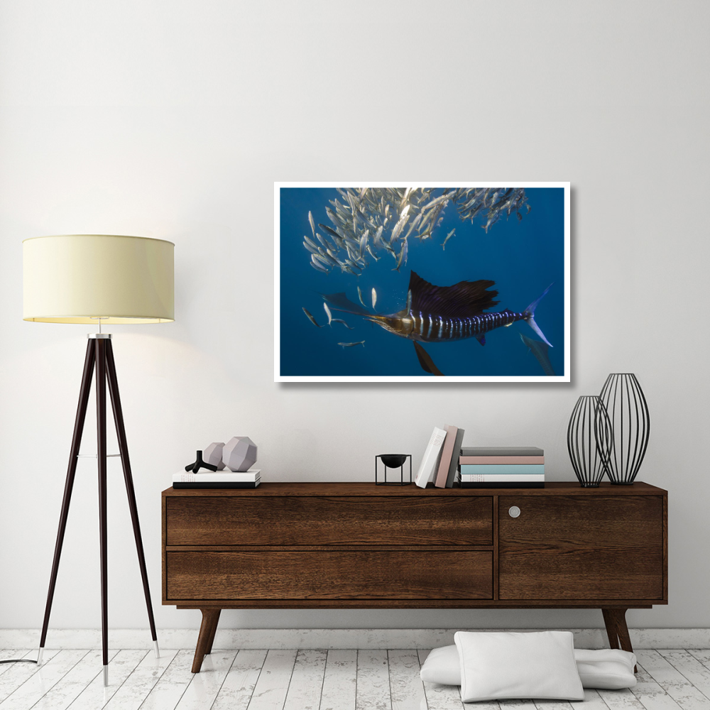 Atlantic Sailfish hunting Round Sardinella, Isla Mujeres, Mexico-Paper Art-50&quotx34"