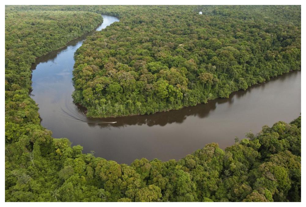 Rainforest and Essequibo River, Iwokrama Rainforest Reserve, Guyana-Paper Art-62"x42"