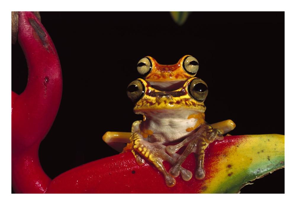 Chachi Tree Frog pair, Cotacachi-Cayapas Reserve, northwest Ecuador-Paper Art-26"x18"
