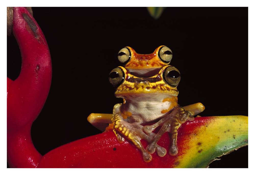 Chachi Tree Frog pair, Cotacachi-Cayapas Reserve, northwest Ecuador-Paper Art-38"x26"
