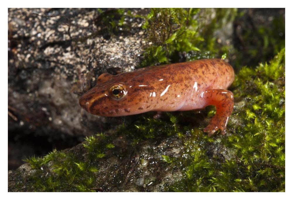 Northern Spring Salamander, native to the southeastern United States-Paper Art-38"x26"