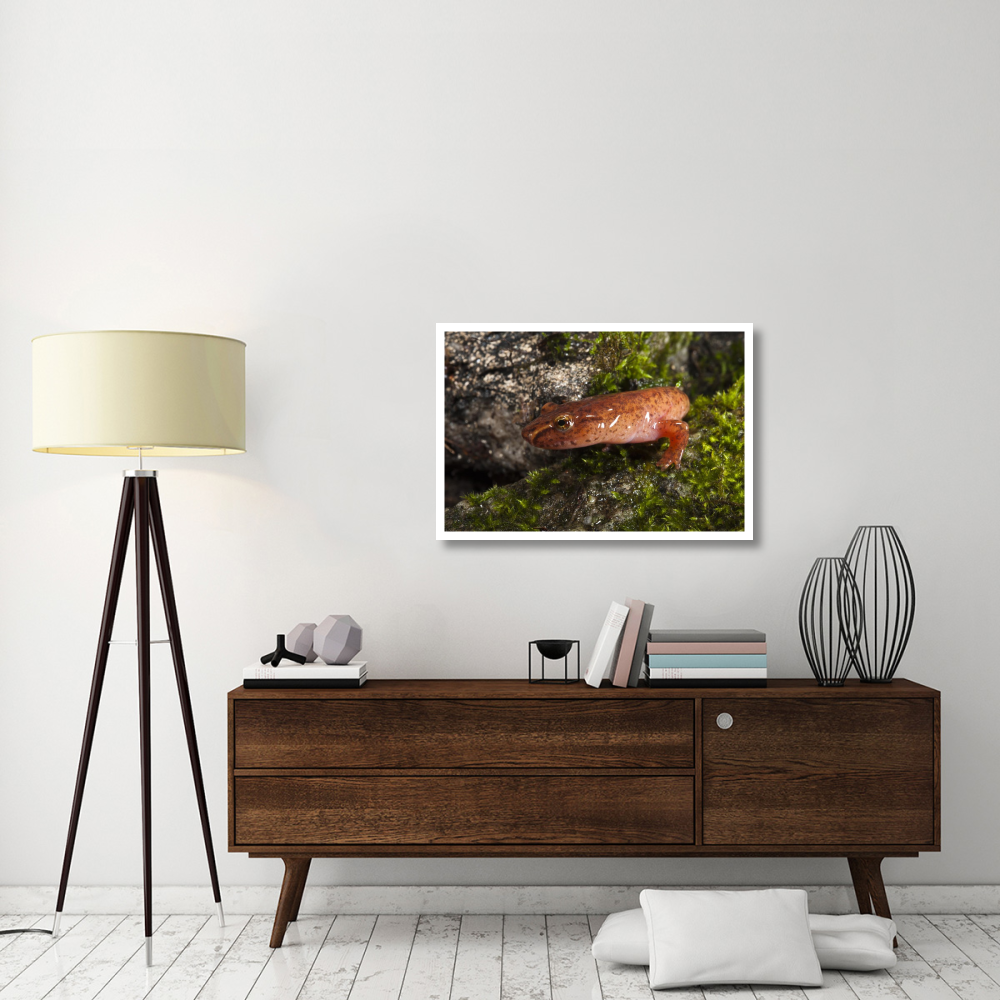Northern Spring Salamander, native to the southeastern United States-Paper Art-38&quotx26"
