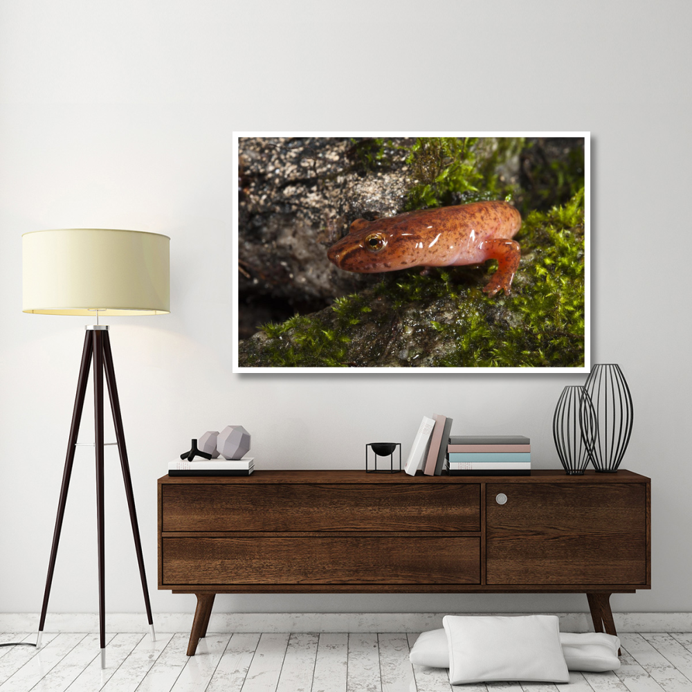 Northern Spring Salamander, native to the southeastern United States-Paper Art-62&quotx42"