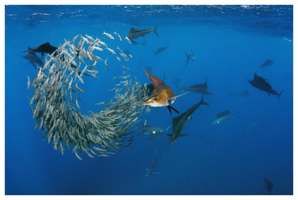 Atlantic Sailfish group hunting Round Sardinella, Isla Mujeres, Mexico-Paper Art-62"x42"