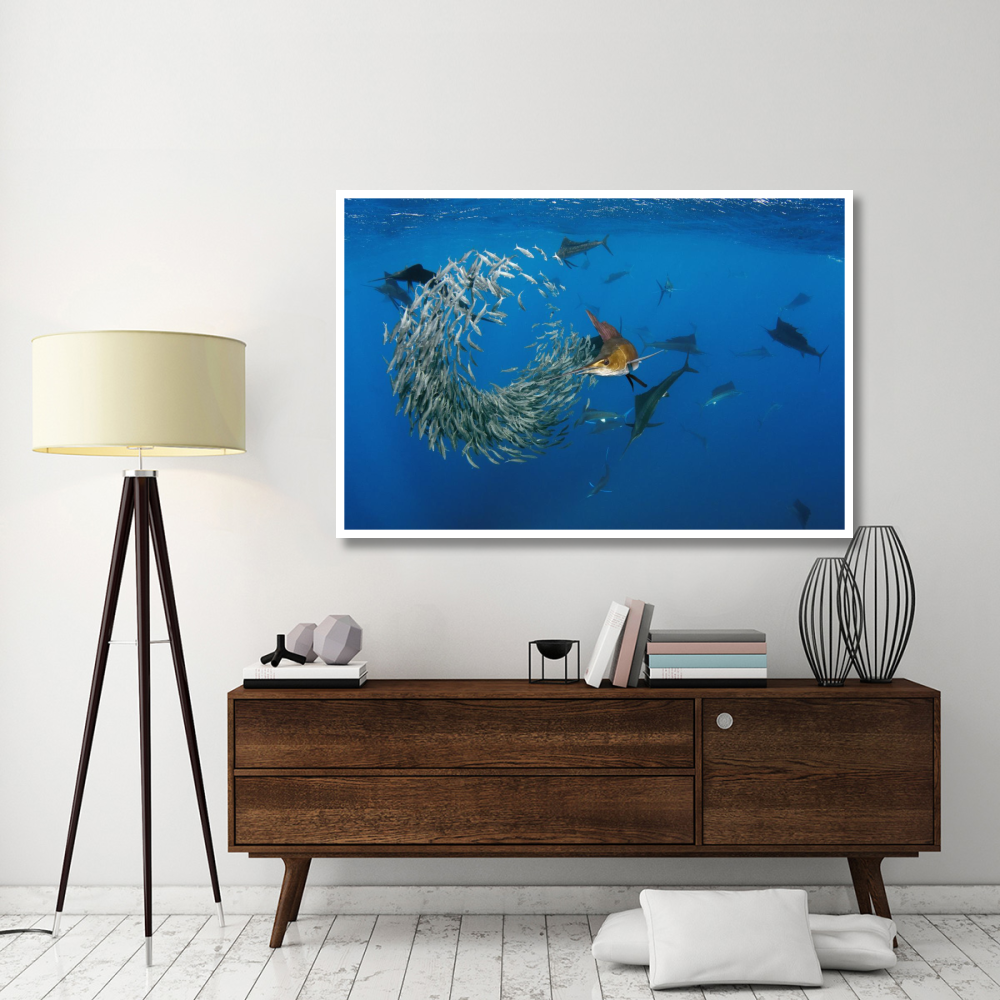 Atlantic Sailfish group hunting Round Sardinella, Isla Mujeres, Mexico-Paper Art-62&quotx42"