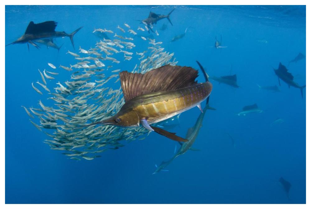 Atlantic Sailfish group hunting Round Sardinella, Isla Mujeres, Mexico-Paper Art-62"x42"