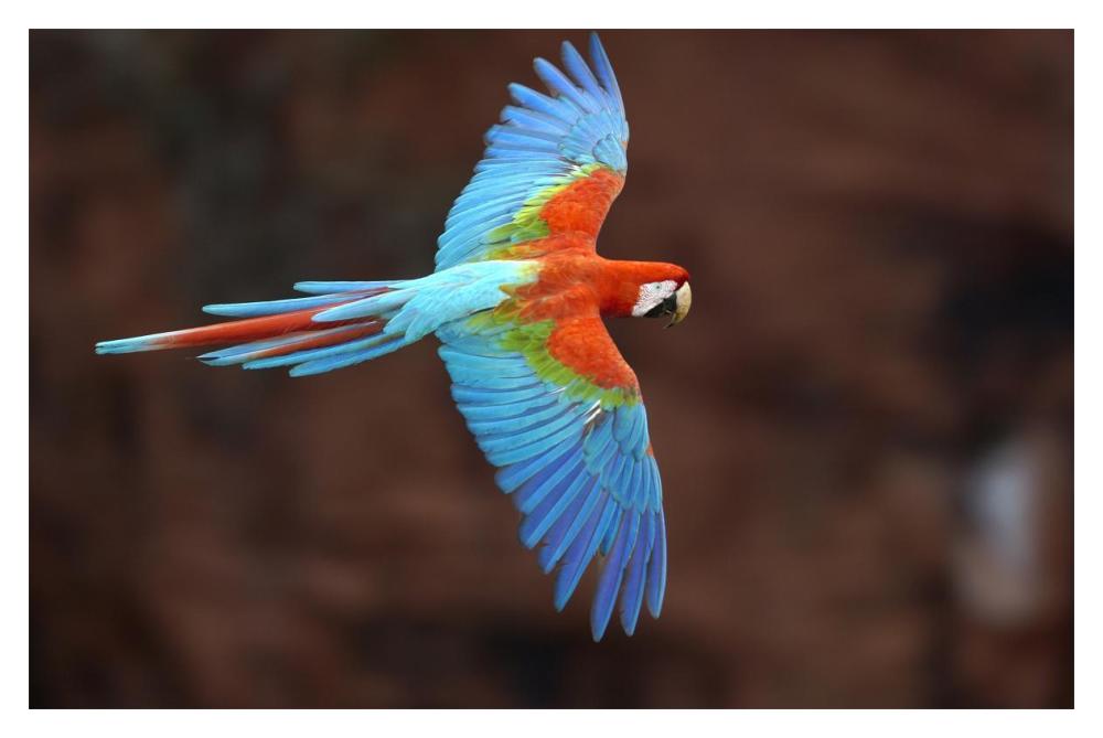 Red and Green Macaw flying, Cerrado habitat, Mato Grosso do Sul, Brazil-Paper Art-20"x14"