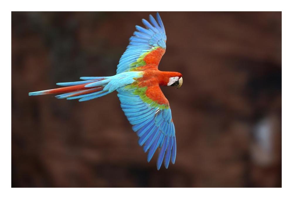 Red and Green Macaw flying, Cerrado habitat, Mato Grosso do Sul, Brazil-Paper Art-26"x18"