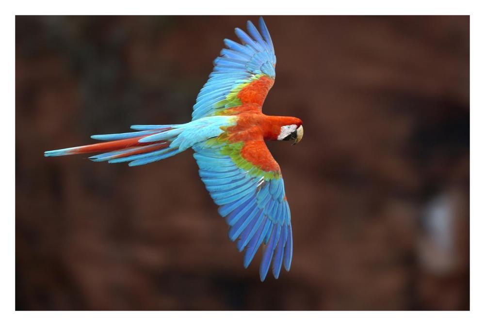 Red and Green Macaw flying, Cerrado habitat, Mato Grosso do Sul, Brazil-Paper Art-32"x22"