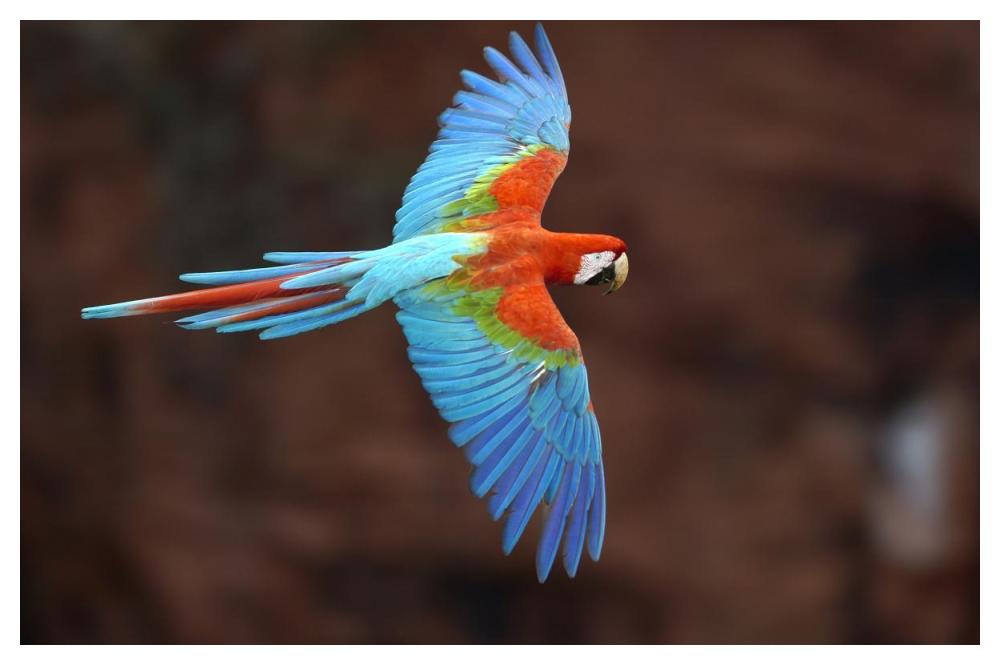 Red and Green Macaw flying, Cerrado habitat, Mato Grosso do Sul, Brazil-Paper Art-50"x34"