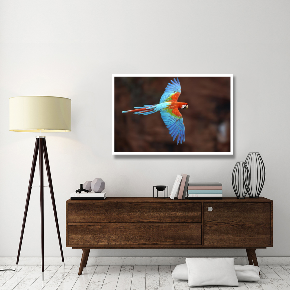 Red and Green Macaw flying, Cerrado habitat, Mato Grosso do Sul, Brazil-Paper Art-50&quotx34"