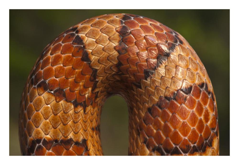 Cornsnake scale pattern, native to southeastern and central United States-Paper Art-26"x18"