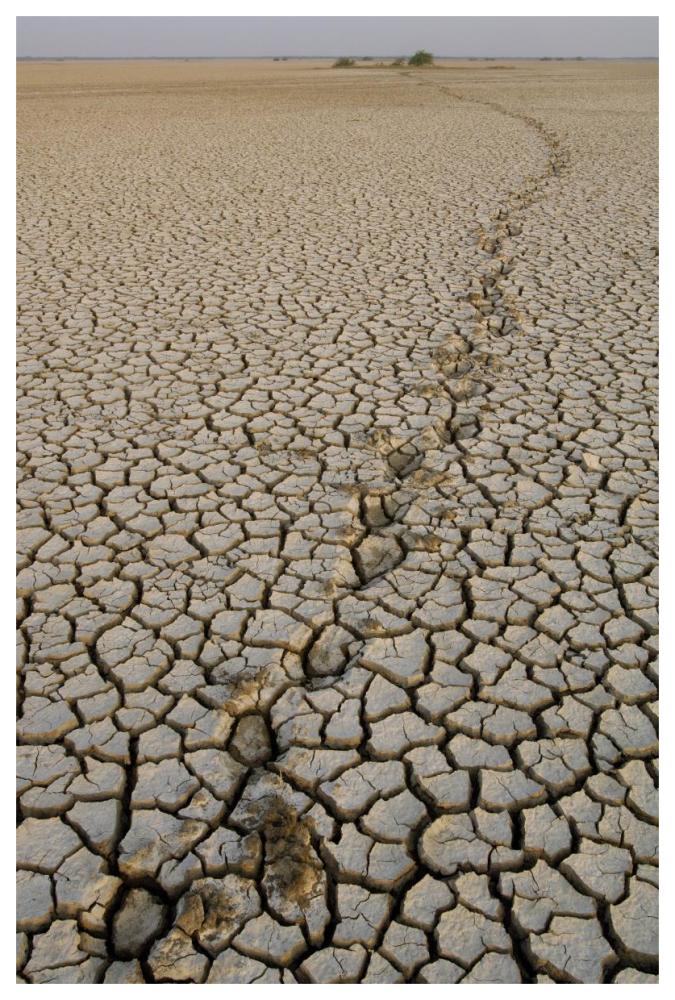 Indian Wild Ass tracks across dry cracked mud, Rann of Kutch, Gujarat, India-Paper Art-42"x62"