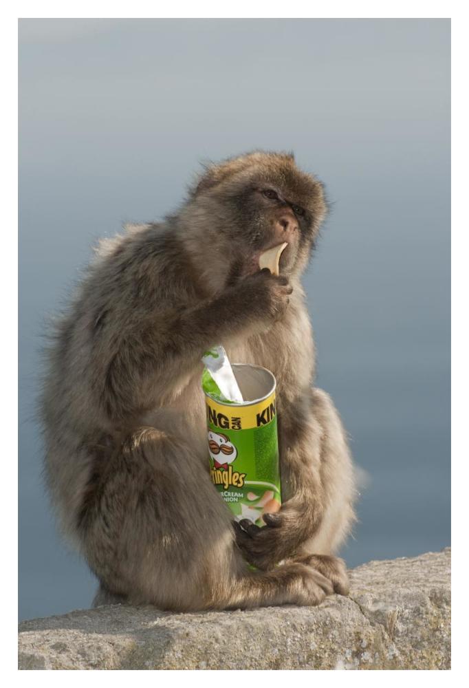 Barbary Macaque eating potato chips stolen from tourist, Gibraltar, United Kingdom-Paper Art-14"x20"