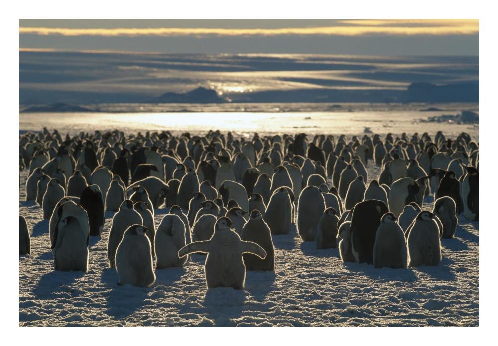 Emperor Penguin colony, Auster EP Rookery, Australian Antarctic Territory, Antarctica-Paper Art-26"x18"