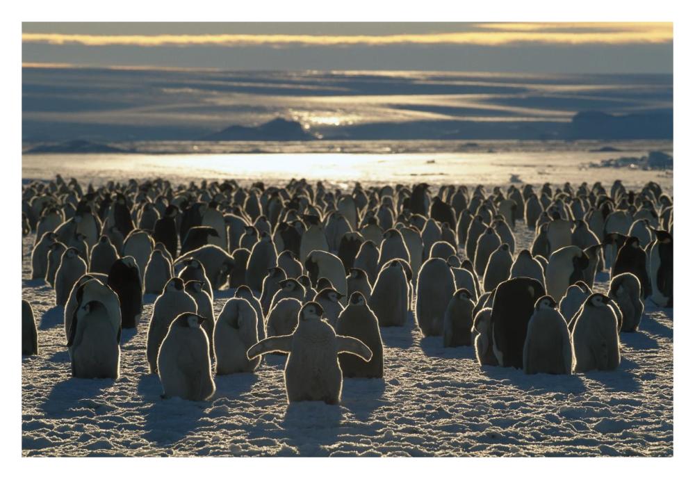 Emperor Penguin colony, Auster EP Rookery, Australian Antarctic Territory, Antarctica-Paper Art-32"x22"