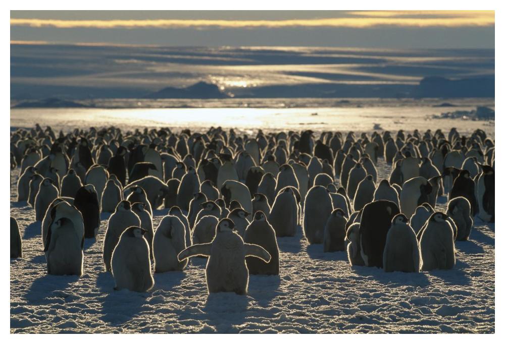 Emperor Penguin colony, Auster EP Rookery, Australian Antarctic Territory, Antarctica-Paper Art-50"x34"