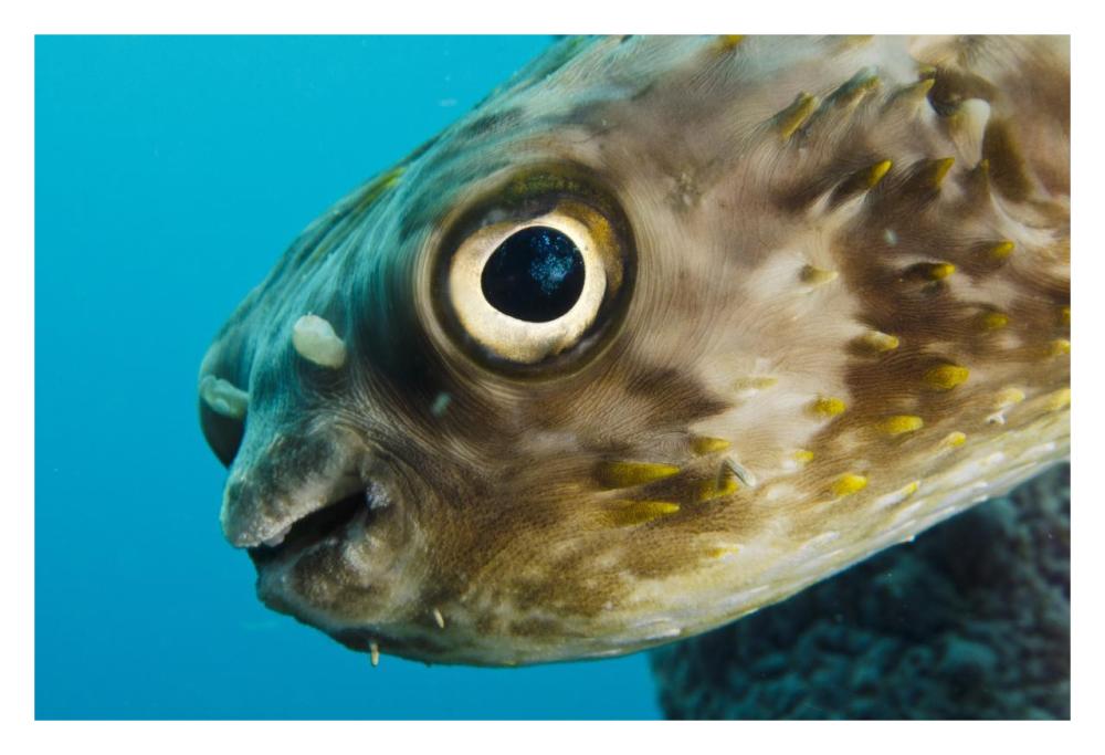 Long-spine Porcupinefish in Stove Pipe Sponge, Bonaire, Netherlands Antilles, Caribbean-Paper Art-32"x22"