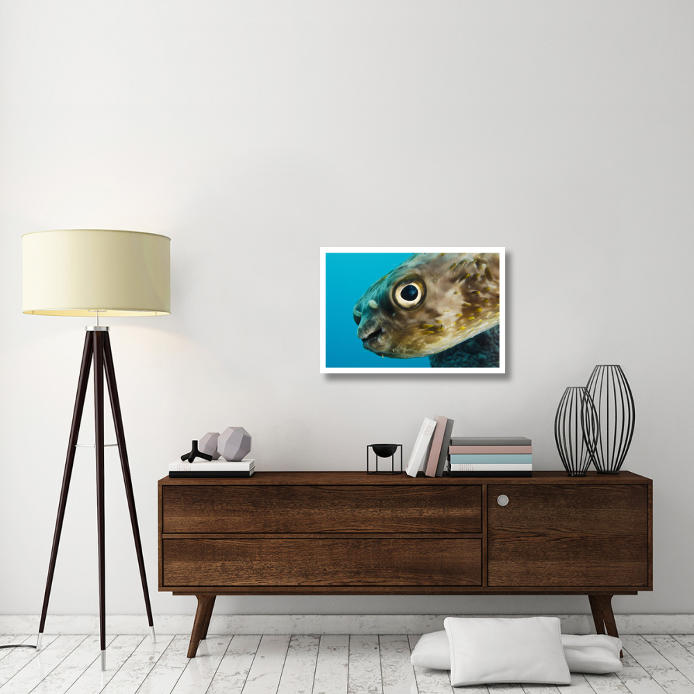 Long-spine Porcupinefish in Stove Pipe Sponge, Bonaire, Netherlands Antilles, Caribbean-Paper Art-32&quotx22"