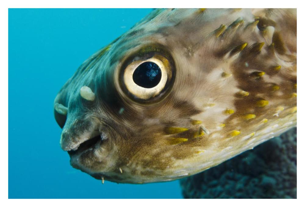 Long-spine Porcupinefish in Stove Pipe Sponge, Bonaire, Netherlands Antilles, Caribbean-Paper Art-38"x26"
