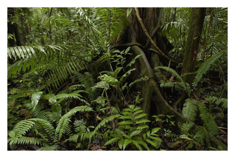 Buttress roots and a variety of plant life in the rainforest, Yasuni National Park, Ecuador-Paper Art-32"x22"