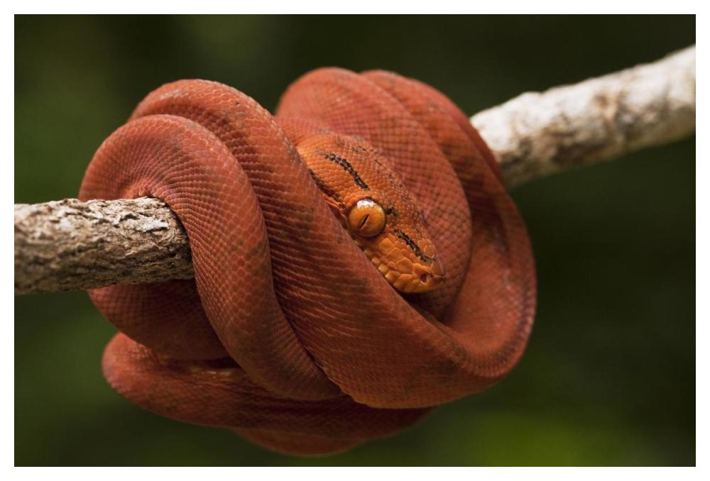 Common Tree Boa coiled around branch, Iwokrama Rainforest Reserve, Guyana, manipulated image-Paper Art-50"x34"