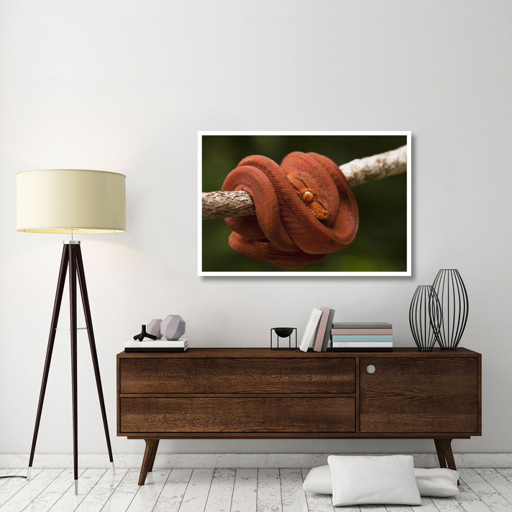 Common Tree Boa coiled around branch, Iwokrama Rainforest Reserve, Guyana, manipulated image-Paper Art-50&quotx34"