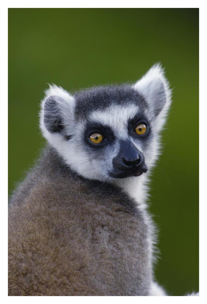 Ring-tailed Lemur portrait in the Andringitra Mountains, vulnerable, south central Madagascar-Paper Art-14"x20"