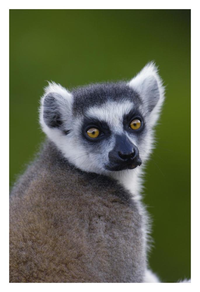Ring-tailed Lemur portrait in the Andringitra Mountains, vulnerable, south central Madagascar-Paper Art-22"x32"