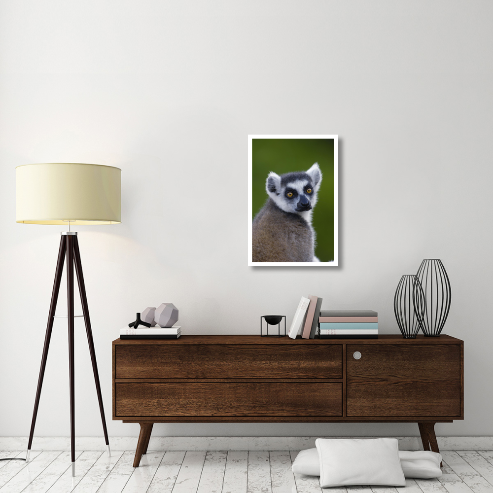 Ring-tailed Lemur portrait in the Andringitra Mountains, vulnerable, south central Madagascar-Paper Art-22&quotx32"