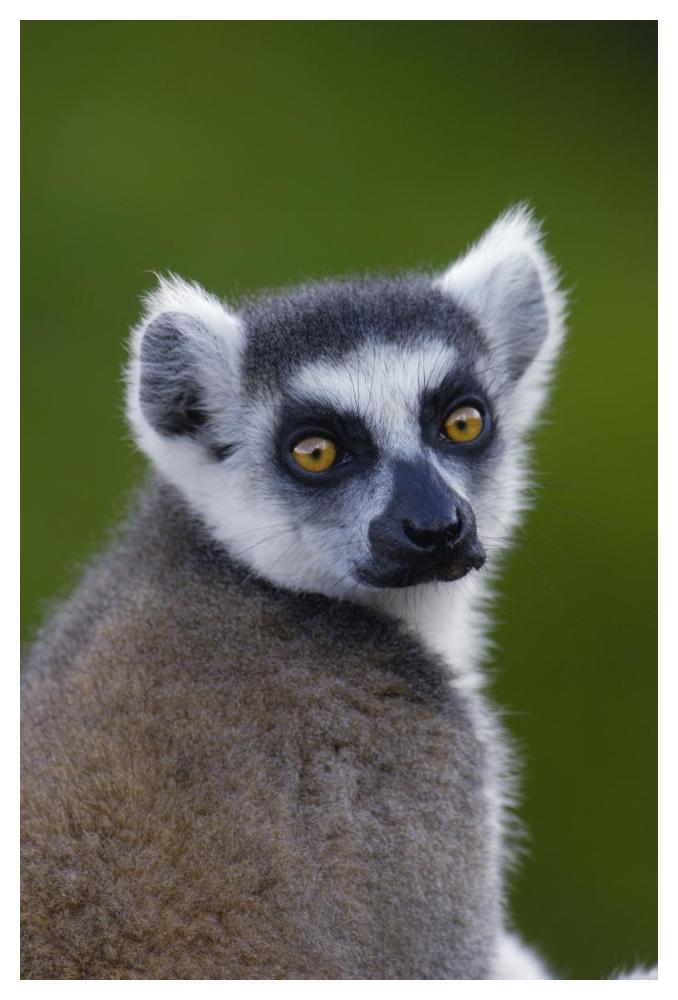 Ring-tailed Lemur portrait in the Andringitra Mountains, vulnerable, south central Madagascar-Paper Art-34"x50"