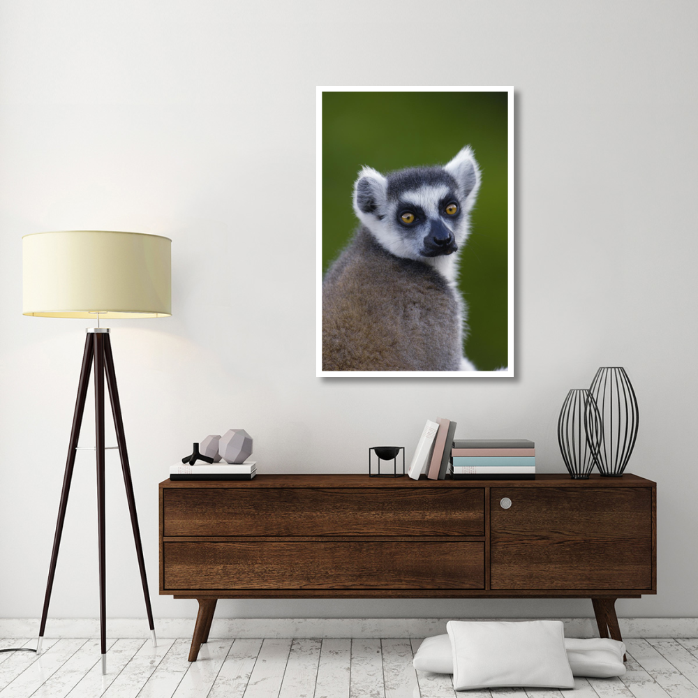 Ring-tailed Lemur portrait in the Andringitra Mountains, vulnerable, south central Madagascar-Paper Art-34&quotx50"
