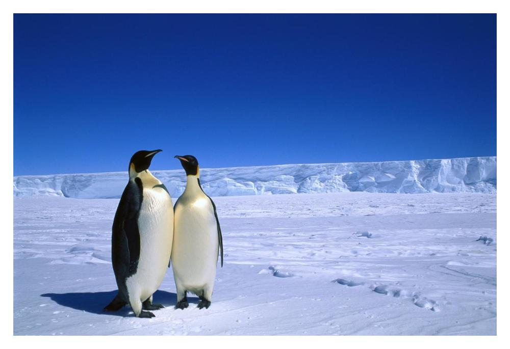 Emperor Penguin pair, Flutter EP Rookery, Cape Darnley, Australian Antarctic Territory, Antarctica-Paper Art-20"x14"