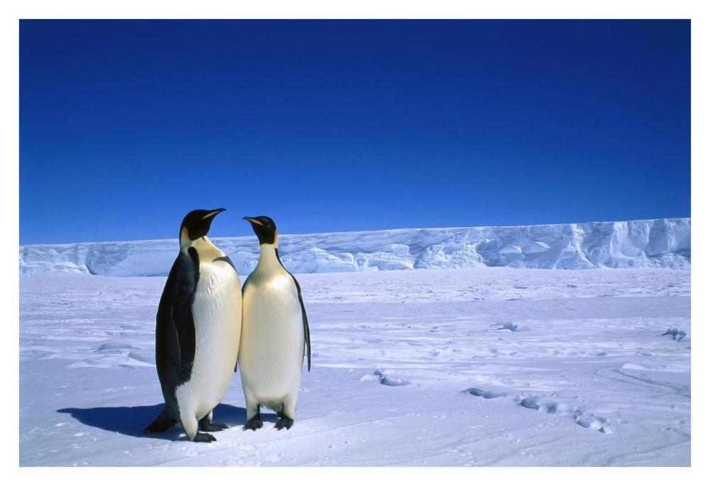 Emperor Penguin pair, Flutter EP Rookery, Cape Darnley, Australian Antarctic Territory, Antarctica-Paper Art-38"x26"