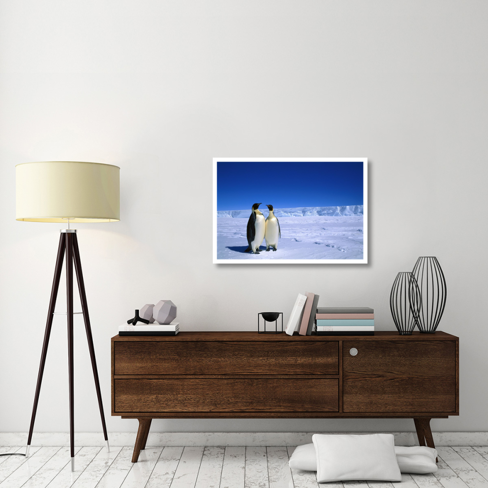 Emperor Penguin pair, Flutter EP Rookery, Cape Darnley, Australian Antarctic Territory, Antarctica-Paper Art-38&quotx26"