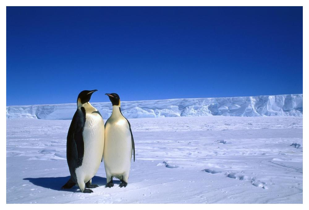 Emperor Penguin pair, Flutter EP Rookery, Cape Darnley, Australian Antarctic Territory, Antarctica-Paper Art-50"x34"