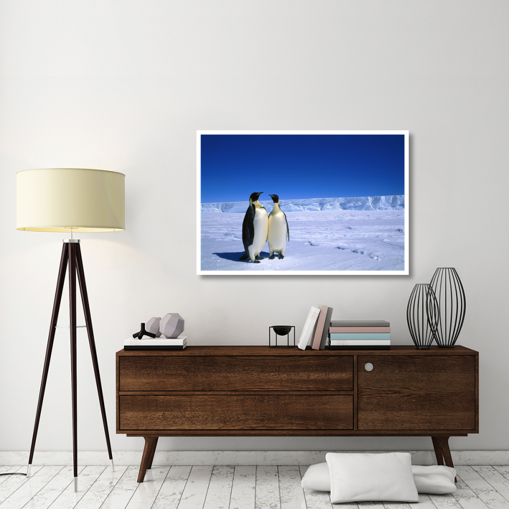 Emperor Penguin pair, Flutter EP Rookery, Cape Darnley, Australian Antarctic Territory, Antarctica-Paper Art-50&quotx34"