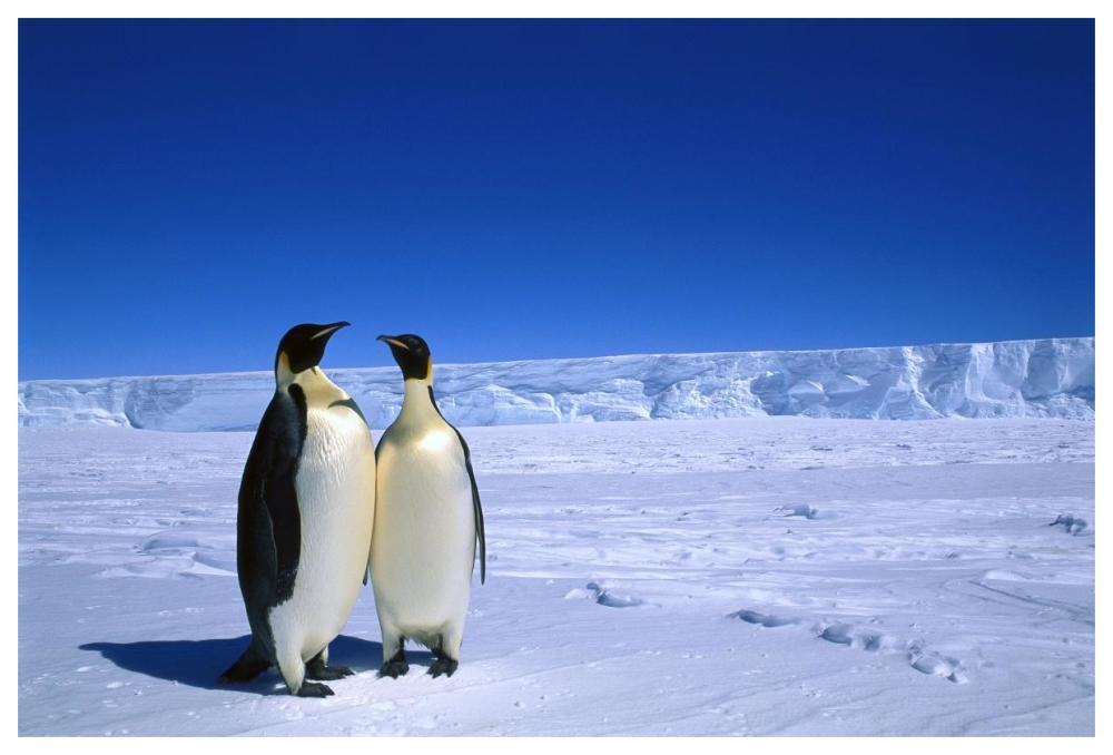 Emperor Penguin pair, Flutter EP Rookery, Cape Darnley, Australian Antarctic Territory, Antarctica-Paper Art-62"x42"