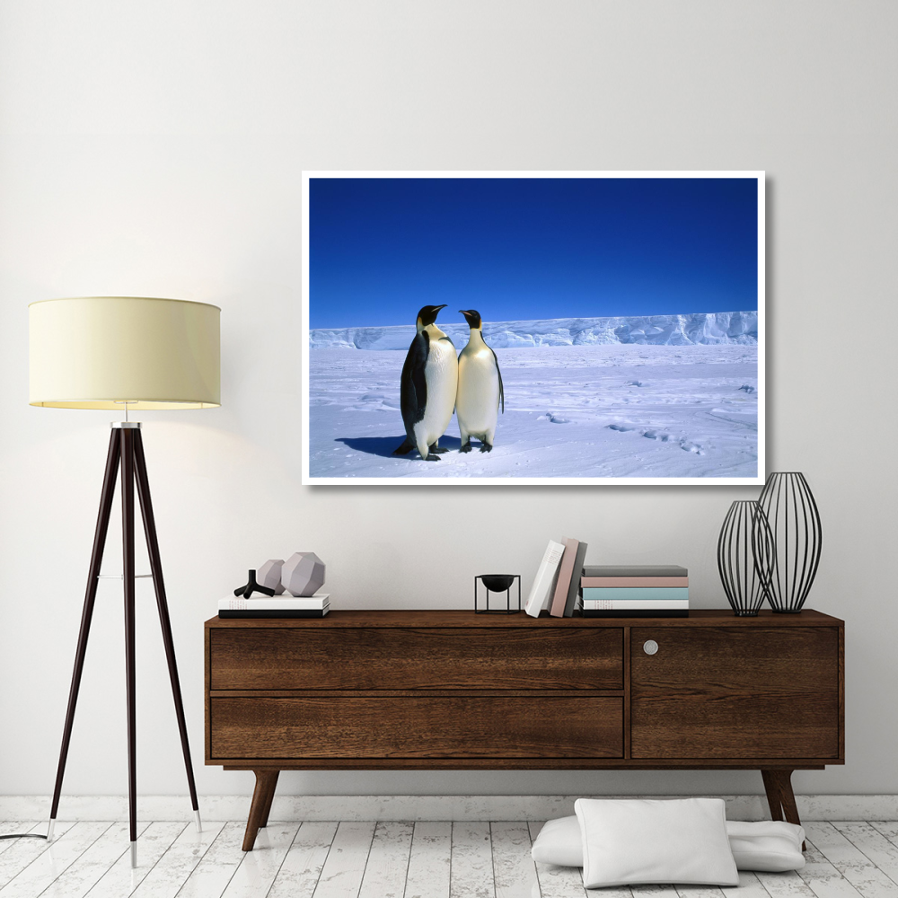 Emperor Penguin pair, Flutter EP Rookery, Cape Darnley, Australian Antarctic Territory, Antarctica-Paper Art-62&quotx42"