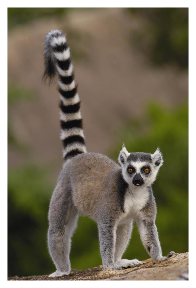 Ring-tailed Lemur portrait on rocks in the Andringitra Mountains, vulnerable, south central Madagascar-Paper Art-14"x20"
