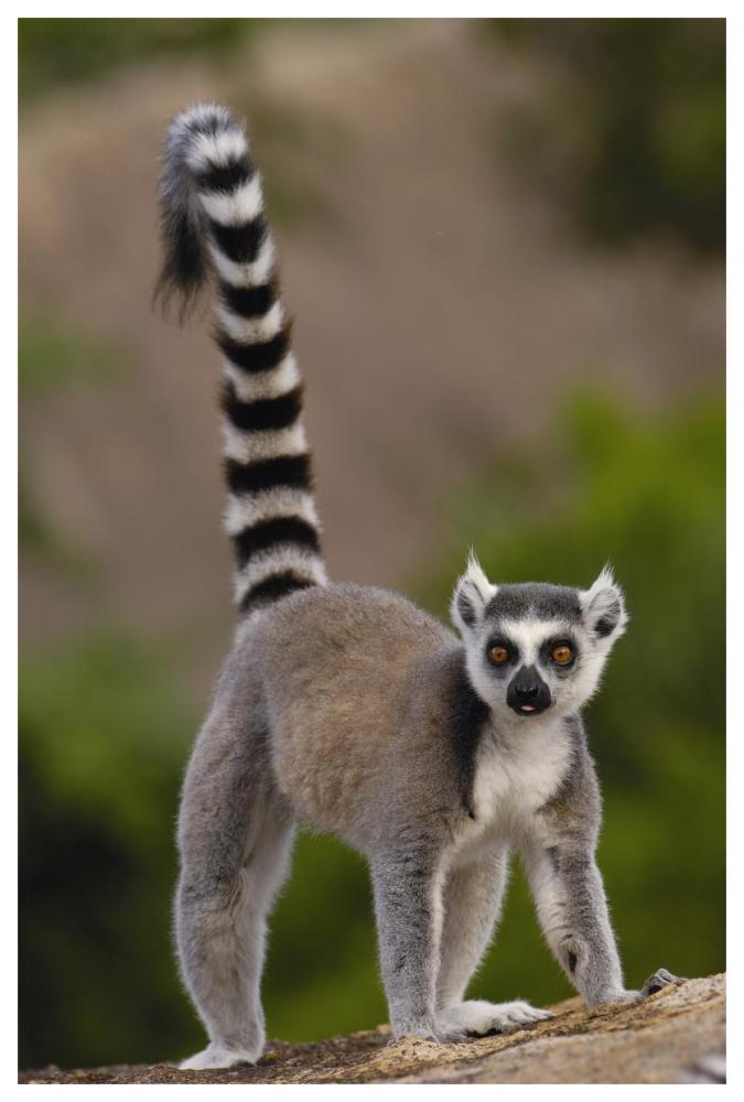 Ring-tailed Lemur portrait on rocks in the Andringitra Mountains, vulnerable, south central Madagascar-Paper Art-42"x62"