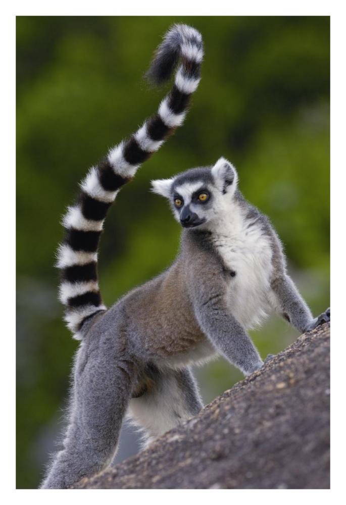 Ring-tailed Lemur portrait on rocks in the Andringitra Mountains, vulnerable, south central Madagascar-Paper Art-22"x32"