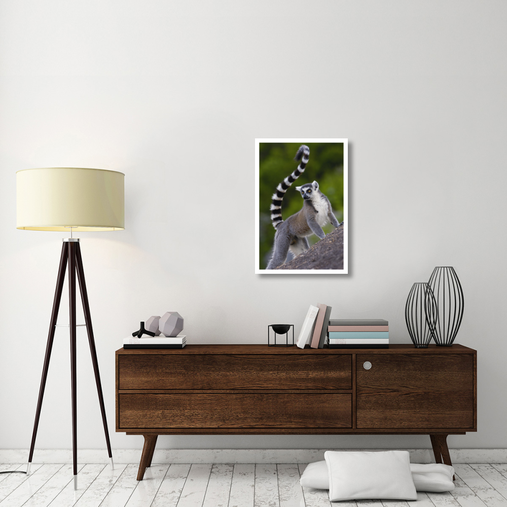 Ring-tailed Lemur portrait on rocks in the Andringitra Mountains, vulnerable, south central Madagascar-Paper Art-22&quotx32"