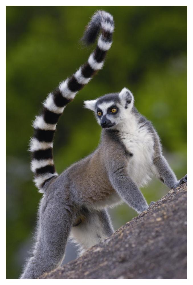 Ring-tailed Lemur portrait on rocks in the Andringitra Mountains, vulnerable, south central Madagascar-Paper Art-34"x50"