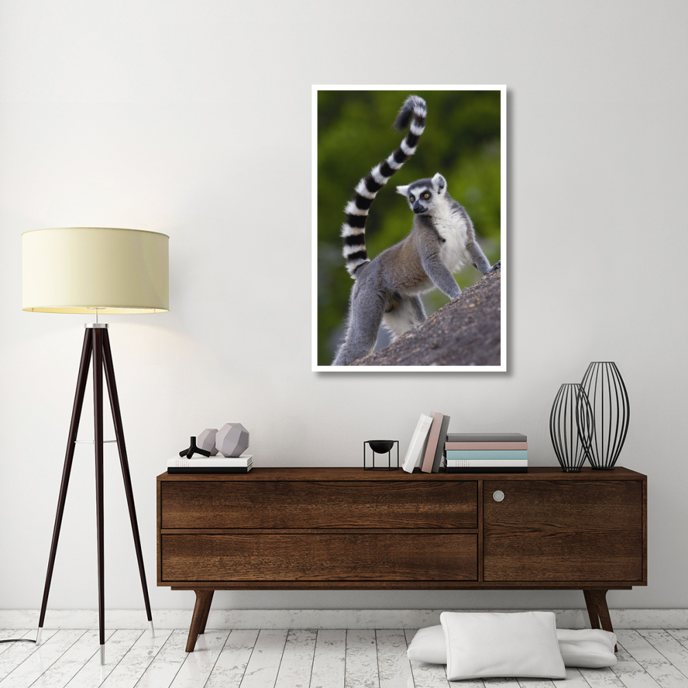 Ring-tailed Lemur portrait on rocks in the Andringitra Mountains, vulnerable, south central Madagascar-Paper Art-34&quotx50"