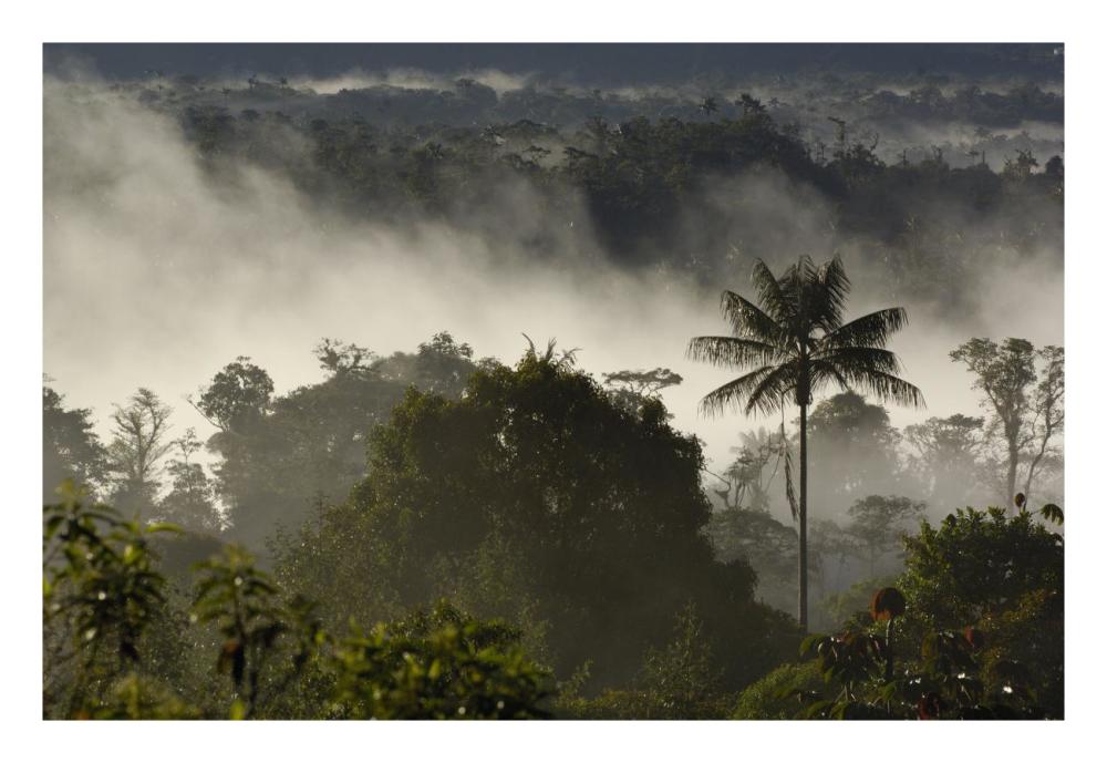 Cloud forest vegetation in mist, western slope of the Andes Mountains, San Isidro Cloud Forest, Ecuador-Paper Art-26"x18"