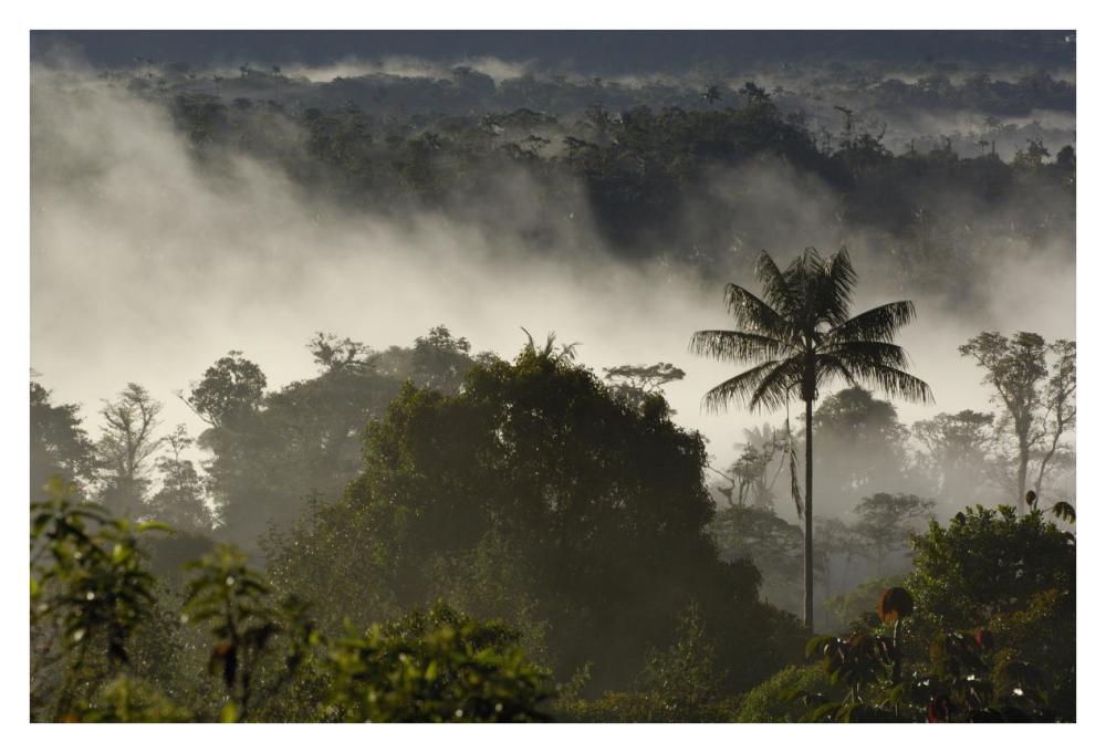 Cloud forest vegetation in mist, western slope of the Andes Mountains, San Isidro Cloud Forest, Ecuador-Paper Art-38"x26"